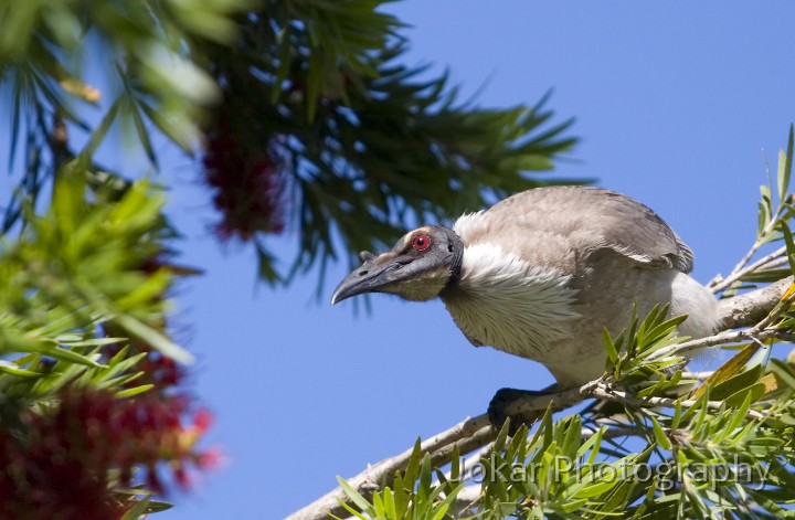 Malua Bay_20061022_063.jpg - Friar bird, Moruya